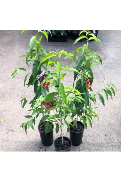 Саджанці нектарина Сноу Квін в контейнері Р9